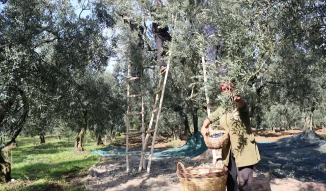 Marmarabirlik'ten üretici ortağa bayram öncesi müjde... Zeytinde fiyat farkları 30 Mayıs’ta ödenecek
