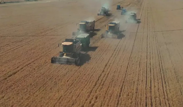 Şanlıurfa Ceylanpınar’da yılın ilk hasadı