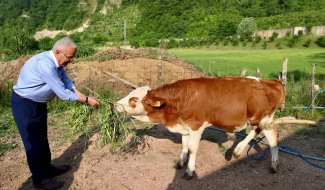 Ordu'da besicilerin yüzü güldü