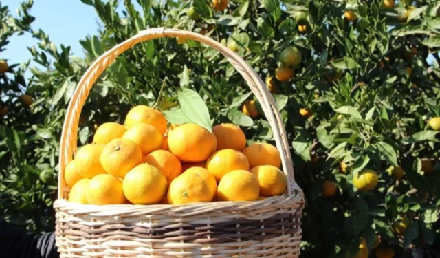 Tarım-ÜFE verileri açıklandı... Tropikal meyveler yine rekor kırdı