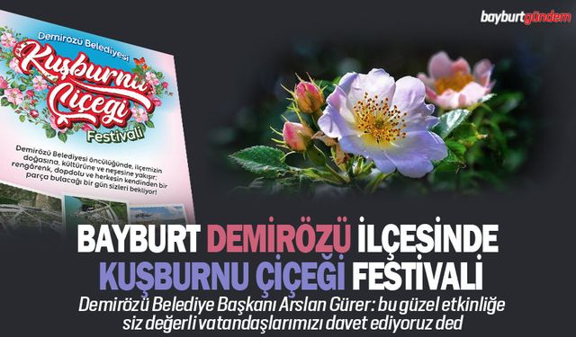 Bayburt Demirözü İlçesinde Kuşburnu çiçeği festivali