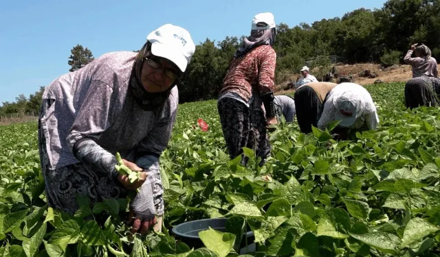 Badalan fasulyesi toprakla buluştu, çiftçilerin yüzü güldü