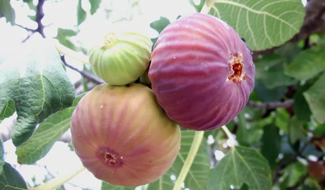 Bursa Siyahı ve Sarılop ihracat yolcusu