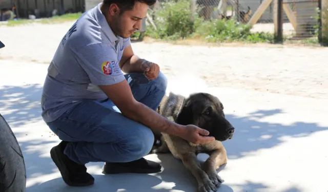 İzmir Efes Selçuk’ta 'satın alma sahiplen' çağrısı