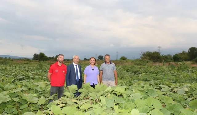 İzmit'ten balkabağı üretimine yerel destek