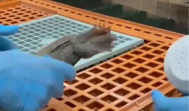 Keklikler doğaya kavuşuyor