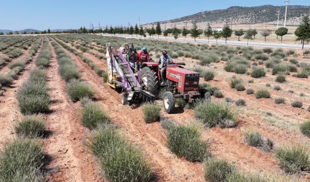 Konya Büyükşehir’in desteğiyle Güneysınır’da üretilen lavantaların hasadı yapıldı