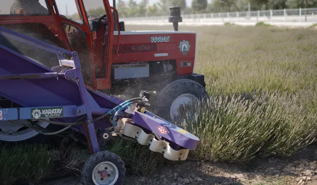 Konya Karatay Lavanta Bahçesi’nde hasat zamanı