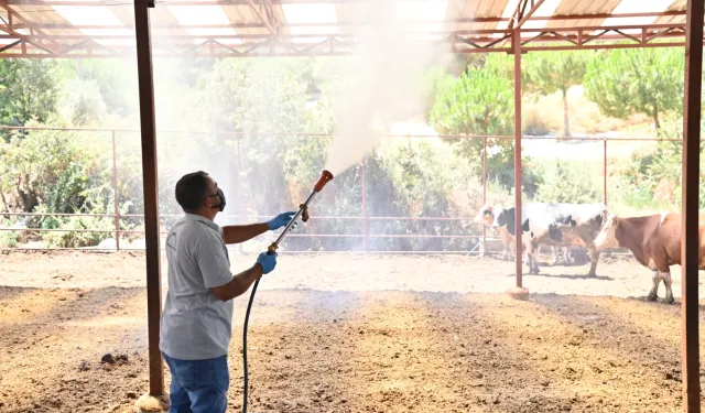 Manisa Sarıgöl’de Akabane hastalığına karşı ilaçlama
