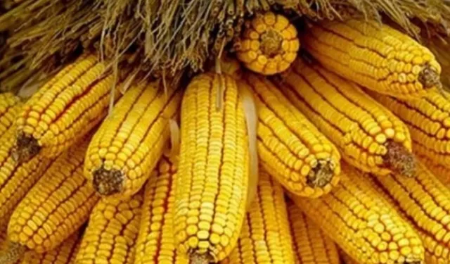 Mısır ithalatına 500 bin tonluk tarife kontenjanı açıldı