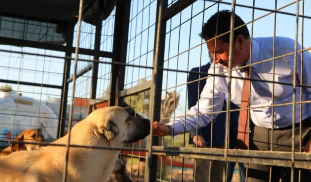 Muğla Büyükşehir'den 3 bin 779 can dosta yeni yuva