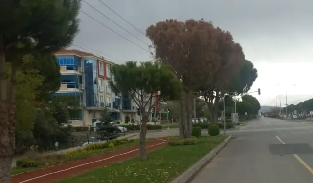 Muğla’da güvenlik ve estetik için kurumuş ağaçlar kaldırılıyor
