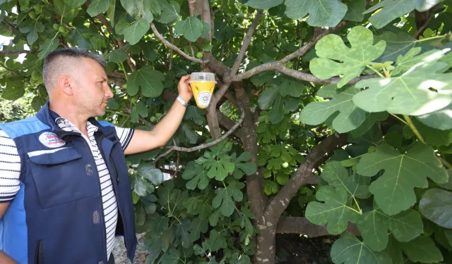Muğla’da meyve sineği ile mücadelede feromon tuzaklar devrede!