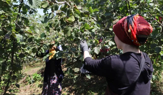 Ordu'da 'Fındık Dalda' projesine rekor başvuru