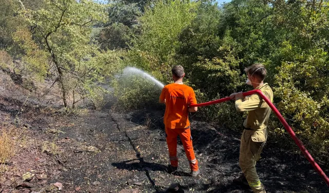 Sakarya Adapazarı'ndaki orman yangını kontrol altında