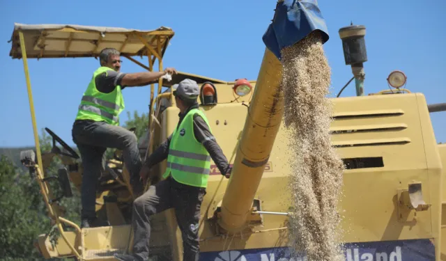 Siyez buğdayında hasat bereketi