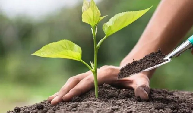 Ankaragücü taraftarlarından Bursa’ya 10 bin fidan desteği