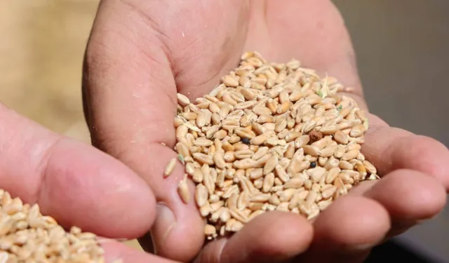 Antalya’da Halk Ekmek için buğday hasadı başladı