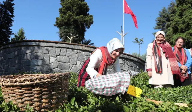 Bakan Göktaş yöresel kıyafetlerle Rize'de çay hasat etti