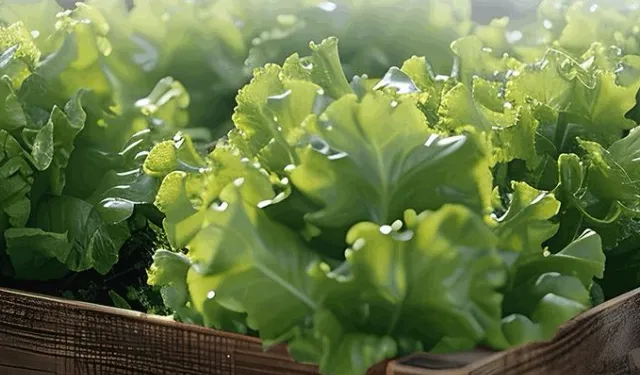 Balıkesir’de çiftçiye yüzde 75 katkılı marul fidesi desteği