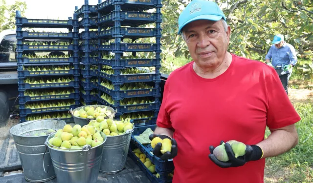 Bursa Nilüfer'de incirde 10 ton verim bekleniyor
