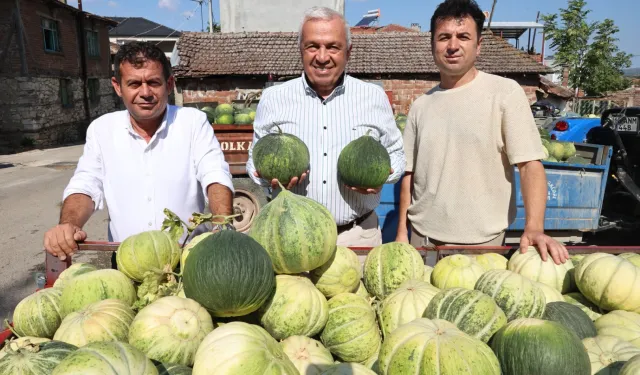 Bursa Nilüfer'de Konaklı kavununun üretimi iki kat arttı