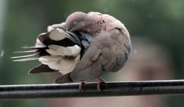 Bursa Yenişehir’de kuşların banyo keyfi