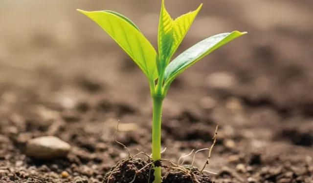 BUSADER’den ağaçlandırma hamlesi: 50 bin fidan için kollar sıvandı