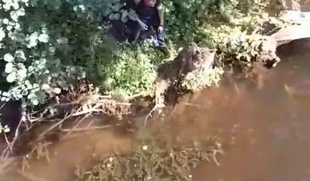 Çatalca'da mahsur kaplumbağa itfaiye tarafından kurtarıldı