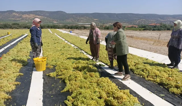 CHP’li Karaca üzüm üreticilerine ses oldu