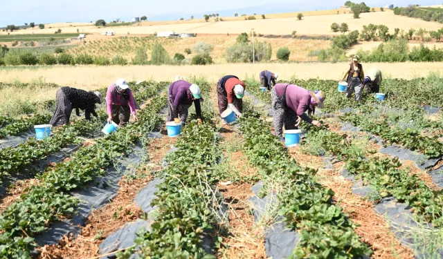 Coğrafi işaretli çileğin hasadı başladı