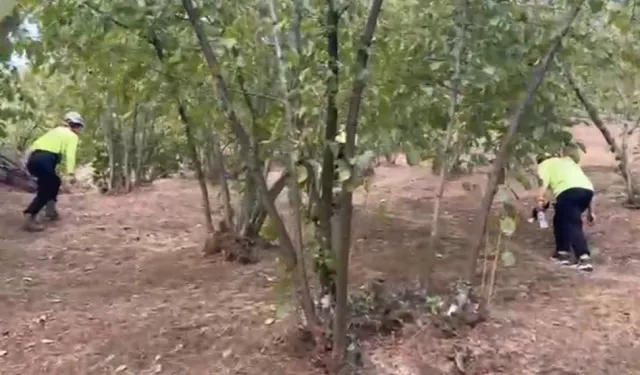 Düzce'de 81 yaşındaki kayıp kadın aranıyor