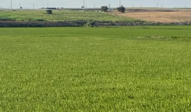 Edirne İpsala'da çeltik üretiminde damlama sulama ile yüksek verim