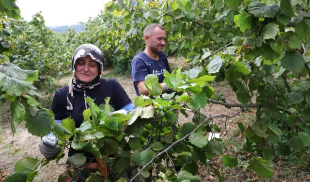 Fındık ekmek kapısı oluyor
