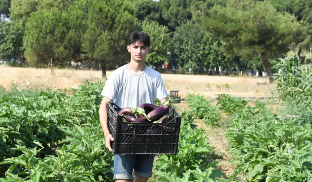 Gazi Tarım’da hasat zamanı