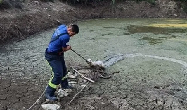Gölete düşen kuzuyu kurtardılar