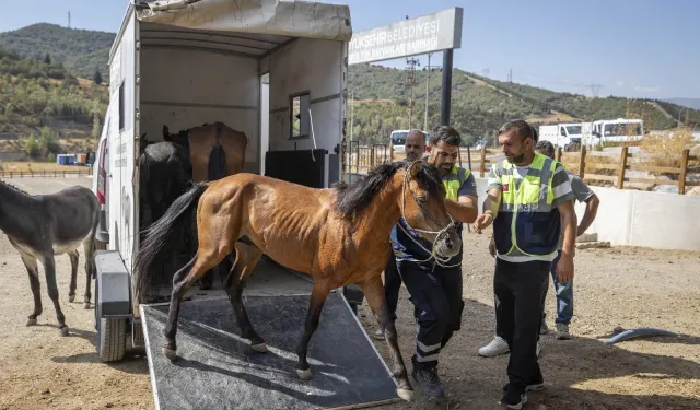 İzmir Buca'da aç ve susuz bırakılan atlar artık güvende