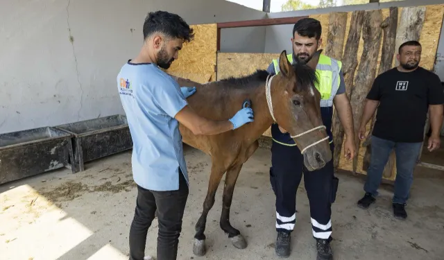 İzmir Buca’da terk edilen atlar Pako’da güvenli yaşama kavuştu