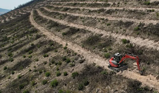 İzmir Foça yeniden yeşermeye hazırlanıyor