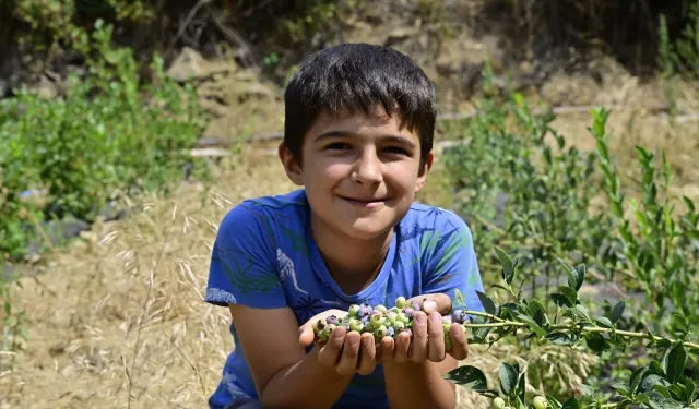 İzmir Ödemiş'te ilk mavi yemiş hasadı