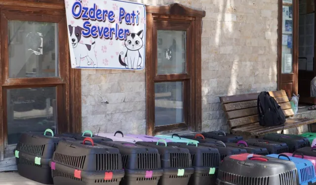 İzmir'de 7 bin kediye mobil kısırlaştırma