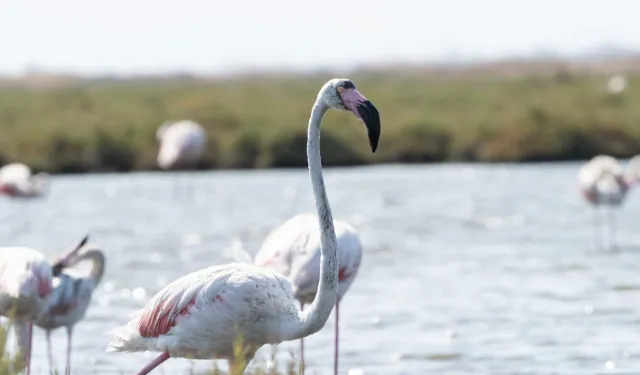 İzmir'de 'Flamingo Yolu' turları yeniden başladı