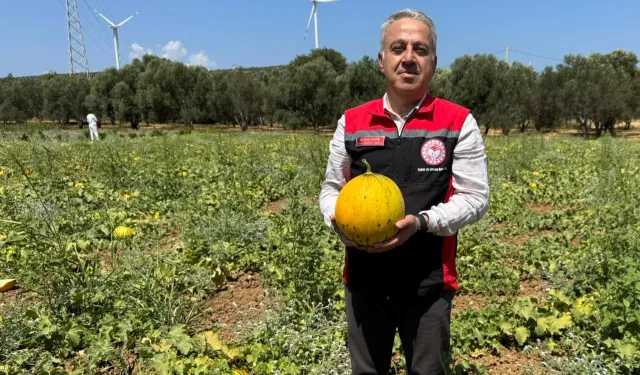 İzmir'in meşhur 'Çeşme Kavunu'nda hasat zamanı