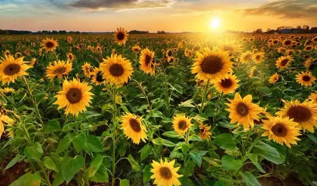 Karacabey Tarım İşletmesi’nden 1,75 milyon kg yağlık ayçiçeği ihalesi!