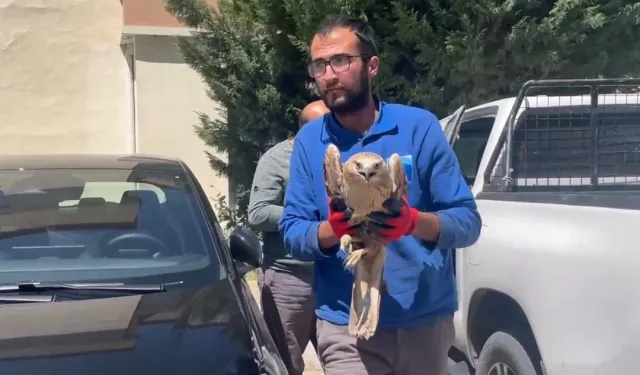 Kayseri Büyükşehir'den yaralı şahine yardım