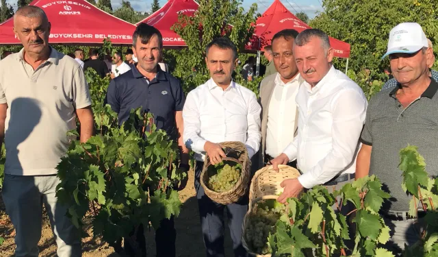 Kocaeli’de üzüm hasadı coşkuyla başladı