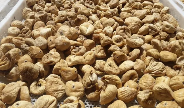 Kuru incirde üreticilere 19 bin kerevet dağıtıldı