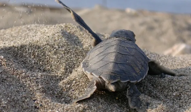 Mavi Gönüllüleri, Caretta Caretta’ları Akdeniz’le buluşturuyor