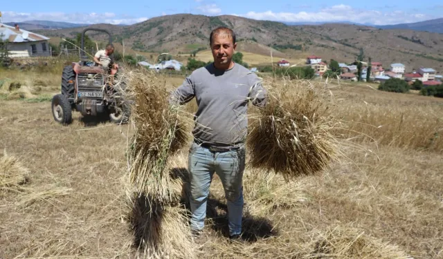 Ordu’da siyez buğdayı üretimi yüzde 1500 arttı