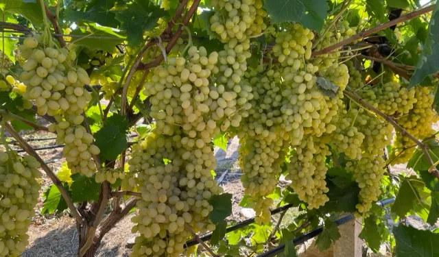 Sultani çekirdeksiz üzüm ihracata gün sayıyor